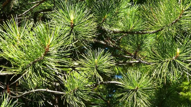 Siberian cedar branch closeup
