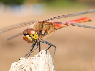 アキアカネ