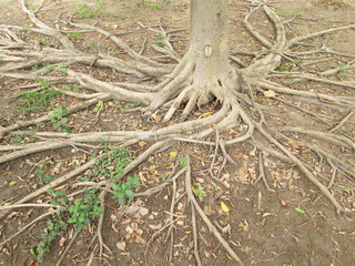 tree root on the ground