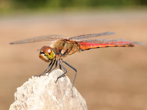 アキアカネ」の写真素材 | 1,201件の無料イラスト画像 | Adobe Stock