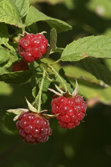 raspberry in the fruit garden