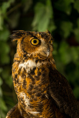 An amazingly beautiful Great Horned Owl at a live raptor show in western North Carolina
