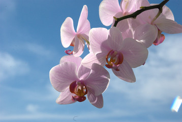 Naklejka premium orchidea