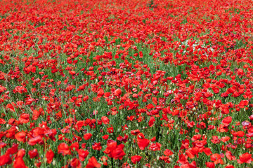 Roter Klatschmohn