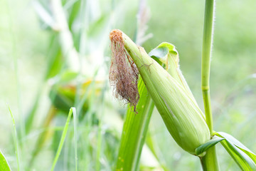 Young cob corn on the stalk