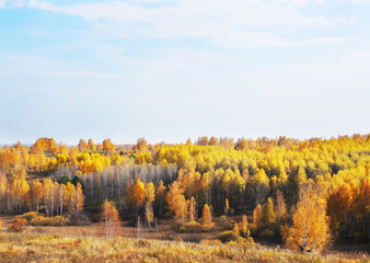 Fototapeta premium Golden fall. Beautiful autumn landscape in sunny day