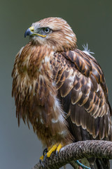 Adlerbussard
