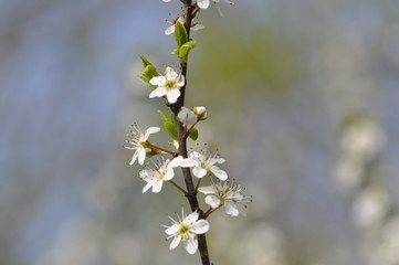 Fototapeta premium Bloemen
