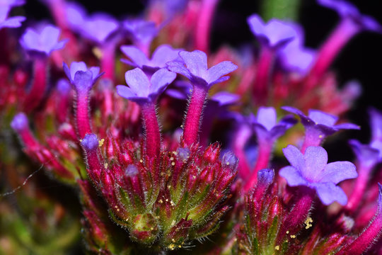 Bloemen