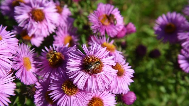 Bees on pink asters in autumn time.
