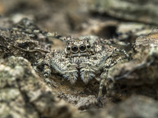 Jumping spider / Jumping spider