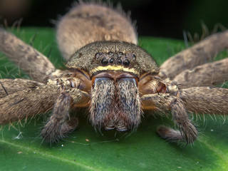 Huntsman Spider /Huntsman Spider