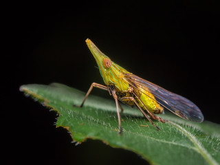 Longnose Planthopper / Longnose Planthopper