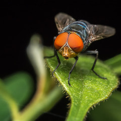 Horsefly / Horsefly