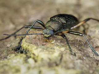 Darkling Beetle / Darkling Beetle