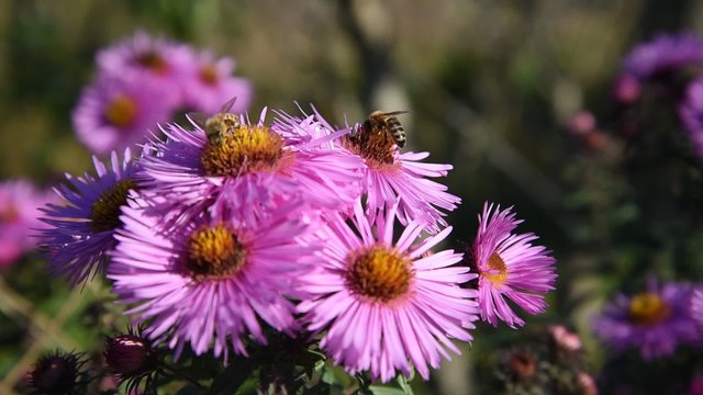 Bees on pink asters in autumn time.