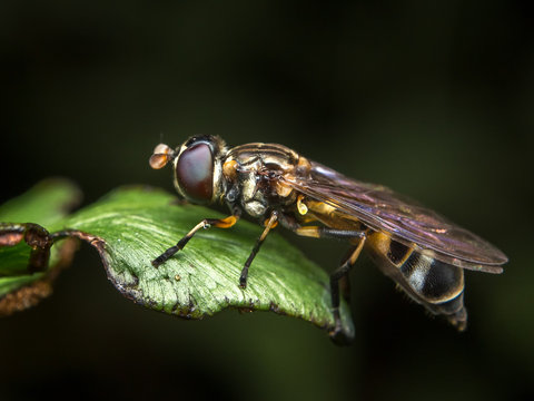 Soldier Fly / Soldier Fly