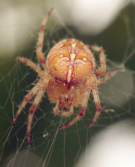 Паук и шершень