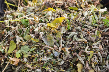 trockenes Gartenlaub