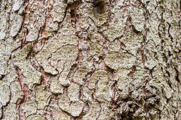 the bark of a spruce with moss