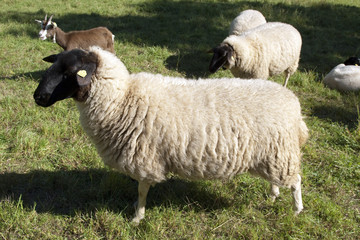 Obraz premium Rhoenschafe, gefaerdete, Schafrasse