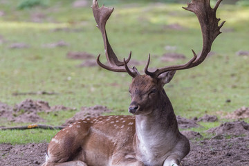 Hirsch