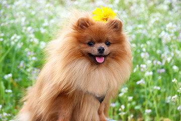 Portrait of cute pomeranian dog. Autumn dog.  - obrazy, fototapety, plakaty