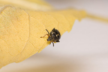 the bug sits on a yellow leaf