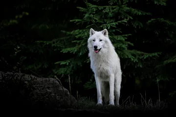 Crédence de cuisine en verre imprimé Loup loup blanc arctique animal mammifère