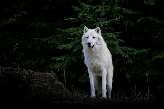 7 495 Best Loup Images Stock Photos Vectors Adobe Stock 7 495 Best Loup Images Stock Photos Vectors Adobe Stock