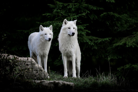 loup blanc arctique animal mammif&egrave;re
