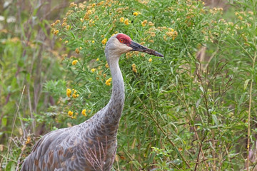 Sandhill Crane in Goldenrod