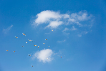 Himmel mit Vögel