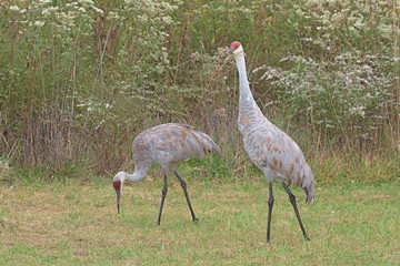 Two Sandhill Cranes