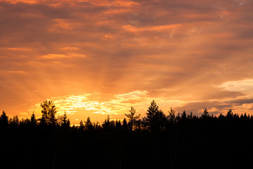 Sunrise over forest sun rays