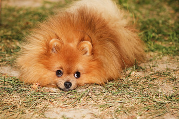 Portrait of cute pomeranian dog. Autumn dog. 