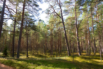 Fototapeta premium Pines.