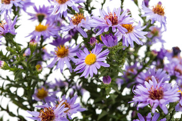 purple chrysanthemum