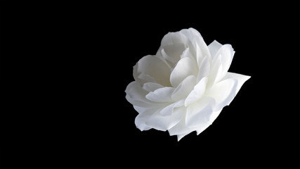 white flower isolated on a black background