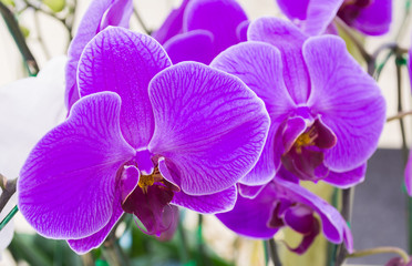 Fototapeta na wymiar Image of White and purple Phalaenopsis orchids close up