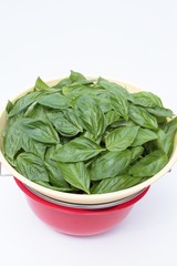 収穫したバジル