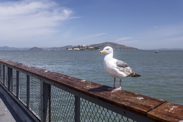 Isola di Alcatraz - San Francisco