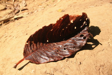 Dry leaves on the way