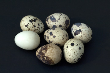 Wachteleier, Wachteln, Wachtel, Coturnix coturnix