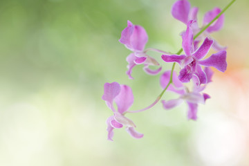 Obraz premium Purple Orchid