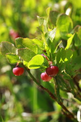 Heidelbeere
Vaccinium myrtillus