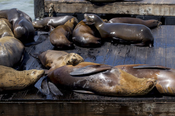 Leoni Marini del Pier 39 di San Francisco