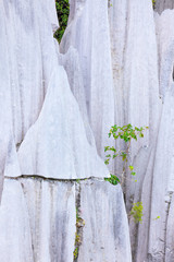 Limestone pinnacles at gunung mulu national park