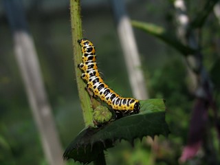 caterpillar