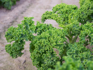 Gemüse - Grünkohl - Bioprodukte - grün - Kohlpflanze - Kohl